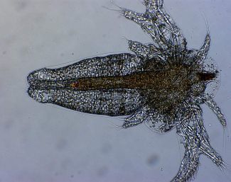 nauplio de artemia