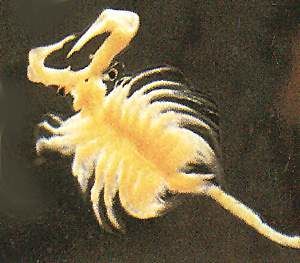 Macho de artemia